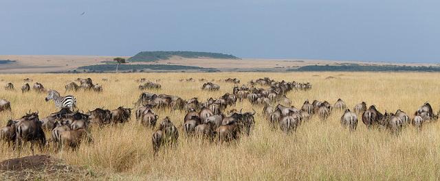 027 Kenia, Masai Mara, gnoes.jpg
